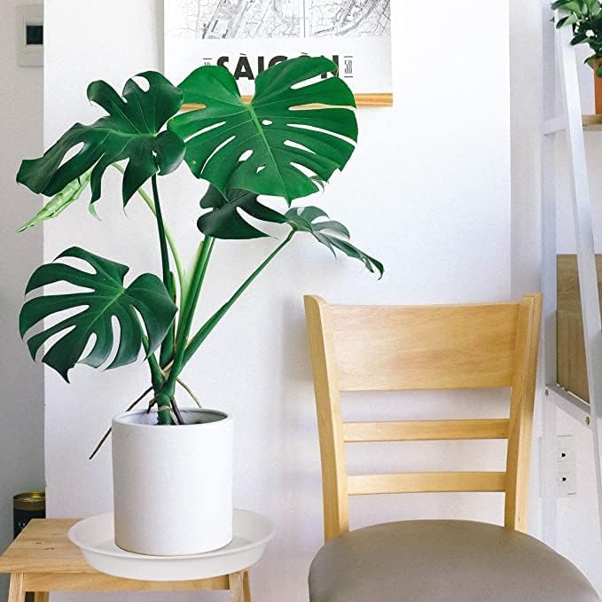 Bleuhome 4 Pack of 14 inch Plant Saucers, Plant Saucer 14" Round, Plastic Plant Tray for Flower Pots, White Planters for Indoor Plants, Plant Trays for Planter 12-15" (14", Creamy White)