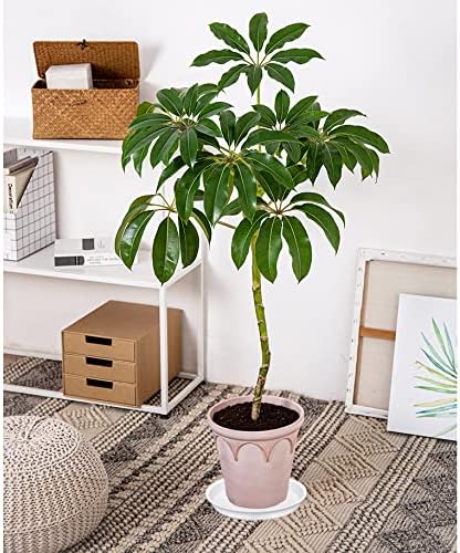 Bleuhome 4 Pack of 14 inch Plant Saucers, Plant Saucer 14" Round, Plastic Plant Tray for Flower Pots, White Planters for Indoor Plants, Plant Trays for Planter 12-15" (14", Creamy White)