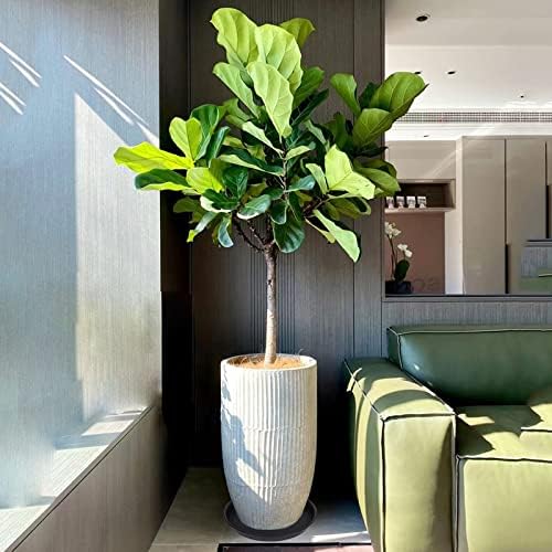Bleuhome 6 Pack of 12 inch Plant Saucer, Heavy Duty Plastic Plant Saucer 12 inch Round, Plant Tray for Pots, Flower Saucers for Indoors, Garden Plate Bowls, Trays for Planter 10"/11"/12" (Black)