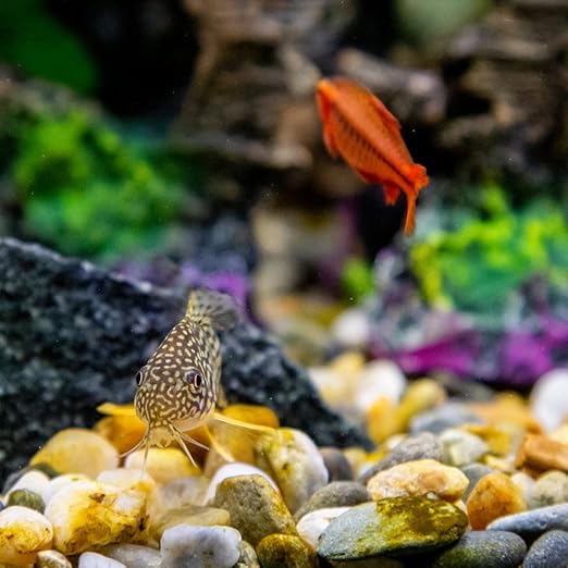 YISZM 10LB Succulent and Cactus Gravel Pebbles, 3/8 Inch Decorative Polished Stones, River Rocks for Plants, Vases, Aquariums, Terrarium and Outdoor Gardening, Natural