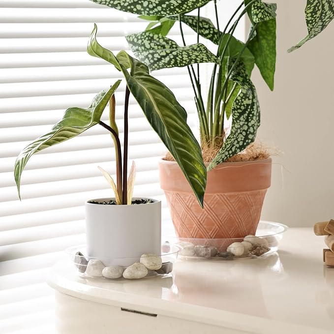 TRUEDAYS 15 Pack(6 inch/8inch/10inch) Clear Plant Saucers Flower Pot Tray Excellent for Indoor & Outdoor Plants