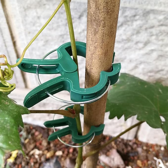 URANT 60 Garden Plant Clips,Plant Support Clips Hold Plant Stems, for Multi-Purpose Plants Rattan Clip Rose, Sturdy Cucumber Orchid Clip Plant Support Adjustable Clip Green (Large 60Pcs), DHYWJ-01
