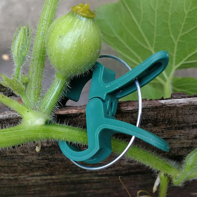 URANT 60 Garden Plant Clips,Plant Support Clips Hold Plant Stems, for Multi-Purpose Plants Rattan Clip Rose, Sturdy Cucumber Orchid Clip Plant Support Adjustable Clip Green (Large 60Pcs), DHYWJ-01