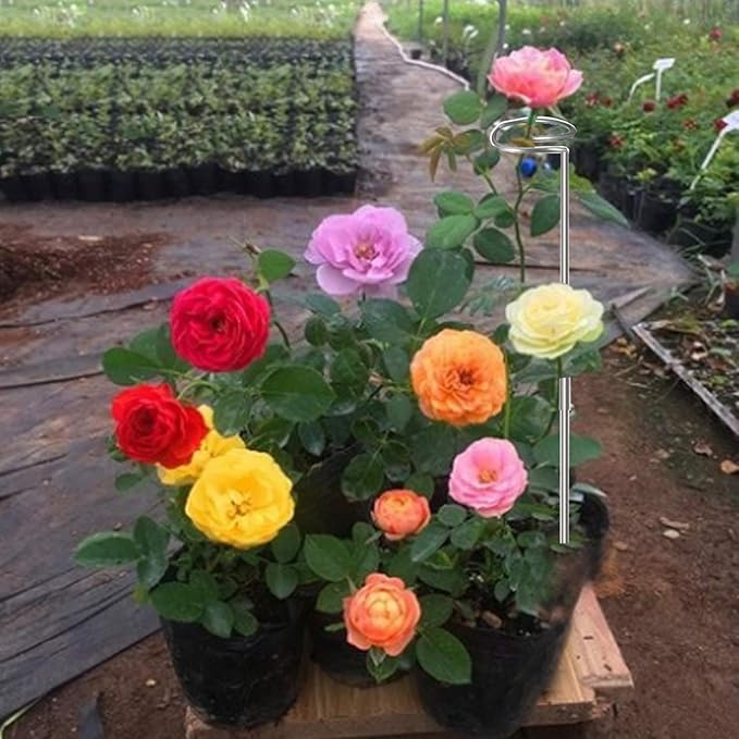 30 Inch Or 16 Inch Plant Stakes for Flowers - 5 Pack (DIY), Stainless Steel Garden Tall Single Stem Support Stake Plant Cage Support Rings with Adjustable Height Fit Flowers, Plant Stable