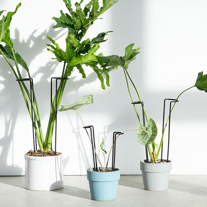 10 Pack Indoor Plant Support for Monstera Trellis Stakes and Stem Holder - Perfect for Small Indoor Plants, Desktop Gardens & Flower Shelf Use, Easy to Set Up and Efficient Support