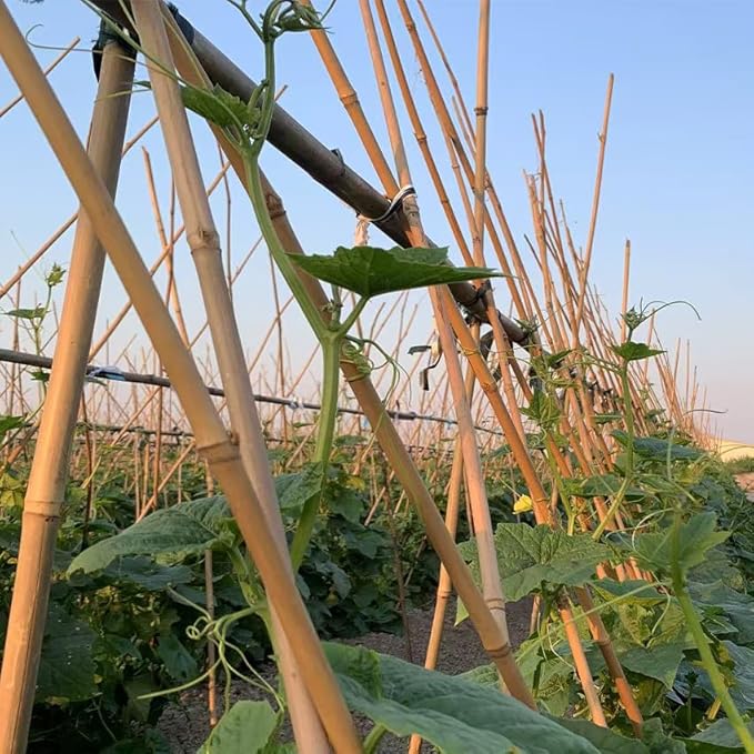 Plant Bamboo Post, 5 Feet, Bamboo Garden Stakes, 50 Pcs Bamboo Stakes, for Tomato, Beans, Vegetable and Flowers, Potted Plants, Indoor and Outdoor Climbing Plants
