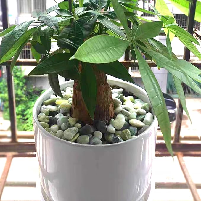 40lbs Jade River Rocks for Landscaping, 1-2 Inch Natural Pebbles for Indoor Plants, High Polished Decorative Stones Garden Outdoor and Indoor DIY Vase Filler Fish Tank Aquariums