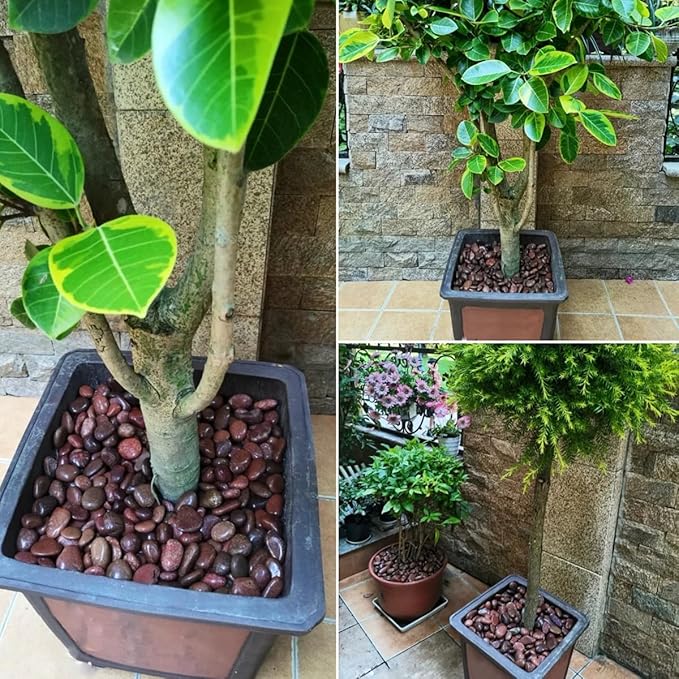 40lbs Red River Rocks for Landscaping, 1-2 Inch Natural Pebbles for Indoor Plants, High Polished Decorative Stones Garden Outdoor and Indoor DIY Vase Filler Fish Tank Aquariums