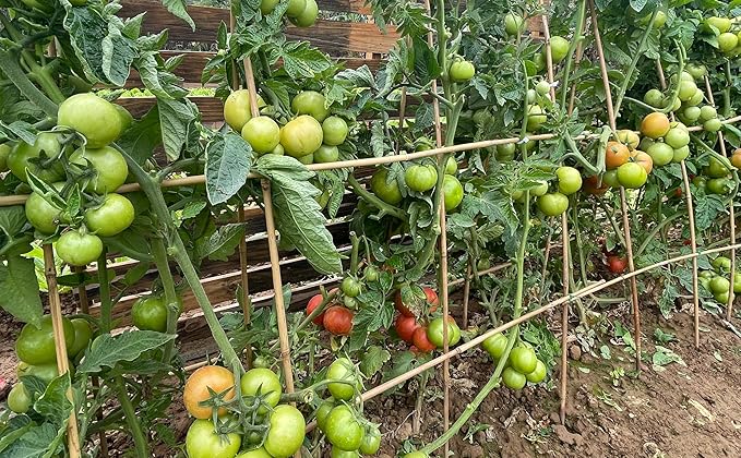 Plant Bamboo Post, 5 Feet, Bamboo Garden Stakes, 50 Pcs Bamboo Stakes, for Tomato, Beans, Vegetable and Flowers, Potted Plants, Indoor and Outdoor Climbing Plants
