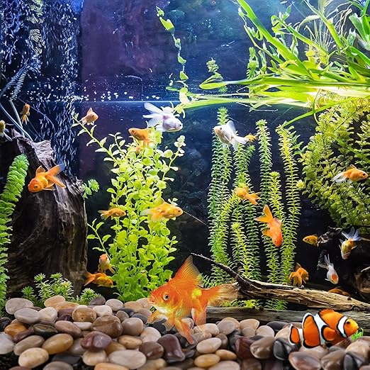 5lbs Pebbles for Indoor Plants, 1-2Inch Mixed Color Natural River Rocks for Aquarium, High Polished Decorative Stones for Vase Filler Fish Tank Landscaping Garden