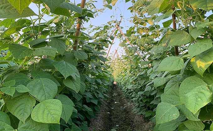 Plant Bamboo Post, 5 Feet, Bamboo Garden Stakes, 50 Pcs Bamboo Stakes, for Tomato, Beans, Vegetable and Flowers, Potted Plants, Indoor and Outdoor Climbing Plants